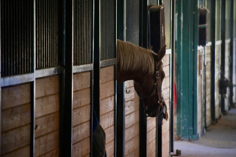 Horse in Stall
